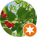 ko ume profile picture