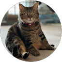 グレーのココア profile picture